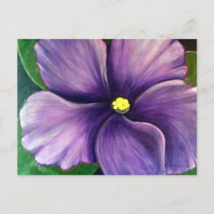 Lila African Violet Vykort