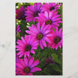 Lila Afrikas Daisy Brevpapper