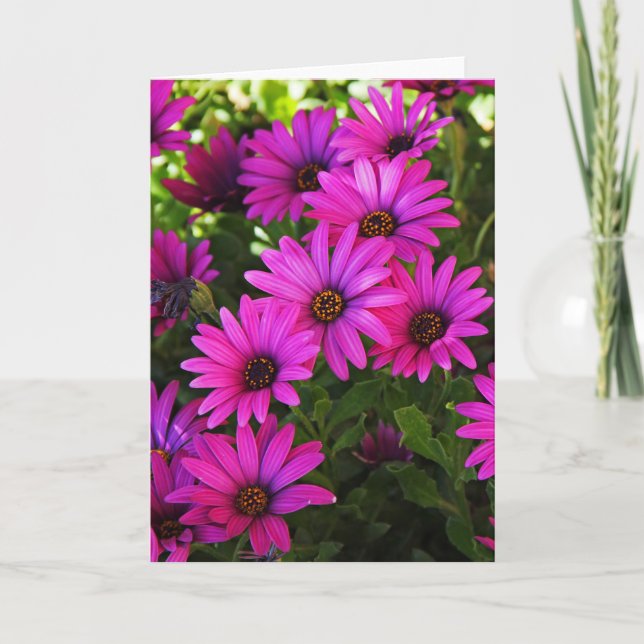Lila Afrikas Daisy Helgkort (Framsida)