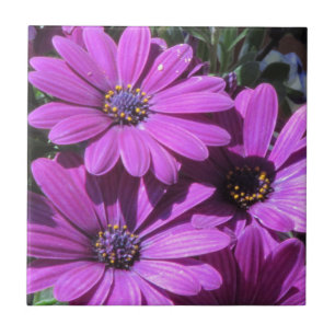 Lila Afrikas Daisy Kakelplatta