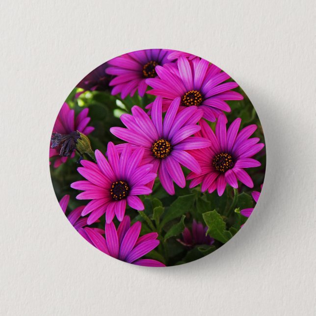 Lila Afrikas Daisy Knapp (Framsida)