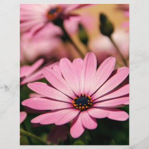 Lila Afrikas Daisy Reklamblad