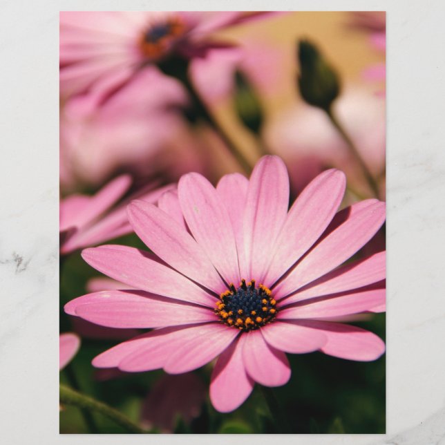 Lila Afrikas Daisy Reklamblad (Framsidan)