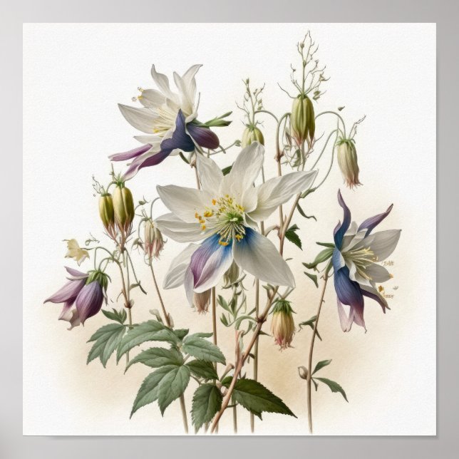 Lila akvilja blommor konsttryck poster (Framsidan)