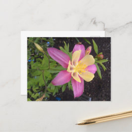 Lila Alaska Flower Vykort