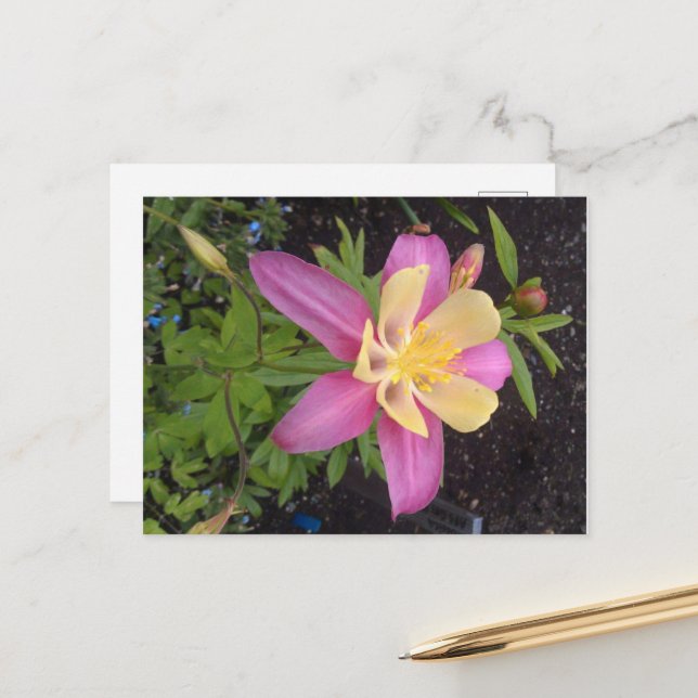 Lila Alaska Flower Vykort (Fram/Back In Situ)