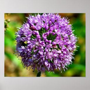 Lila Allium blomma in Bloom Poster