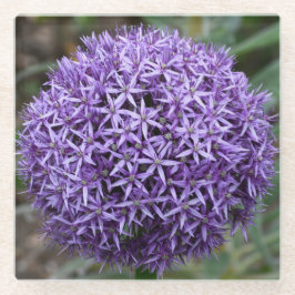 Lila Allium Bloom Blommigt