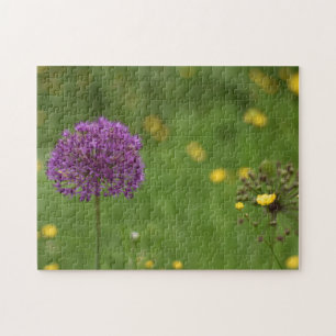 Lila Allium Flower Nature Photography Garden Pussel