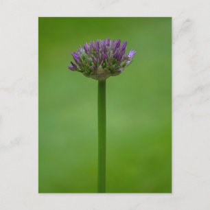 Lila Allium Flower vycard Vykort