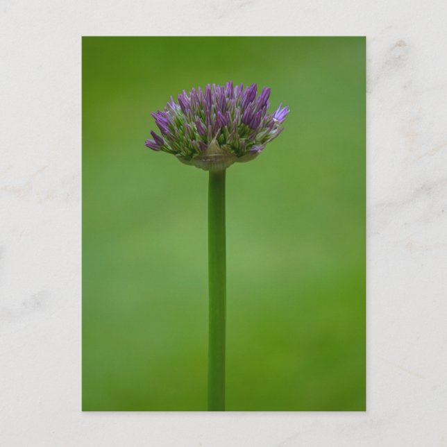 Lila Allium Flower vycard Vykort (Framsida)