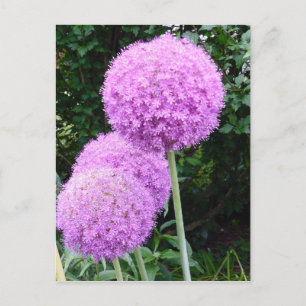 Lila Allium Flower Vykort