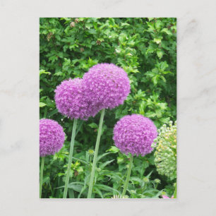 Lila Allium Flower Vykort