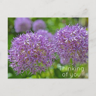 Lila Allium Flowers tänker på dig Vykort