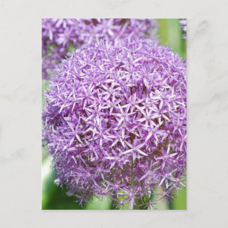 Lila Allium Flowers vykort