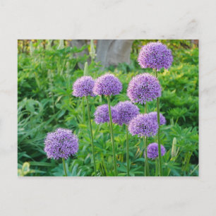 Lila Allium Flowers vykort