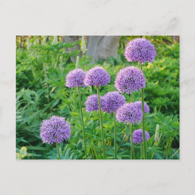 Lila Allium Flowers vykort (Framsida)