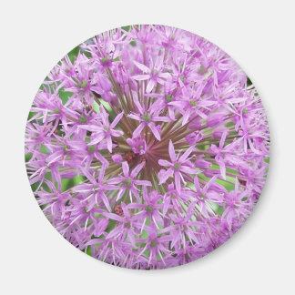 Lila Allium Magnet