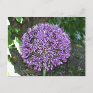 Lila Allium Vykort