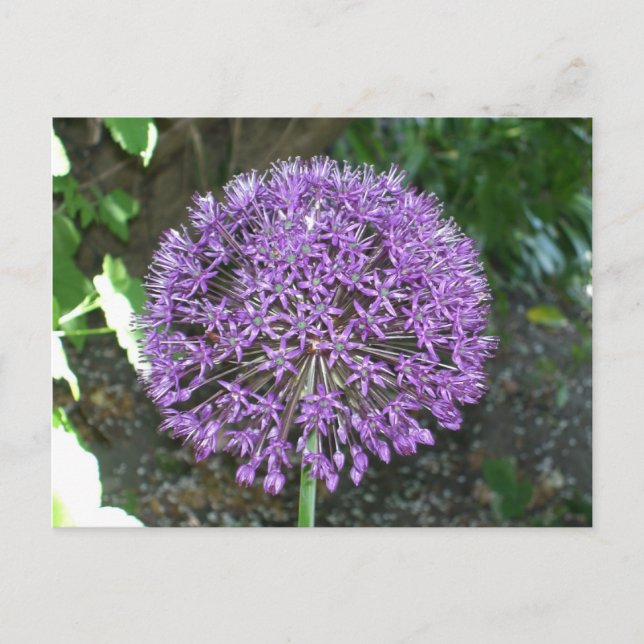 Lila Allium Vykort (Framsida)