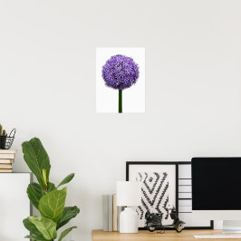 Lila Alliumblom på vit bakgrund Poster