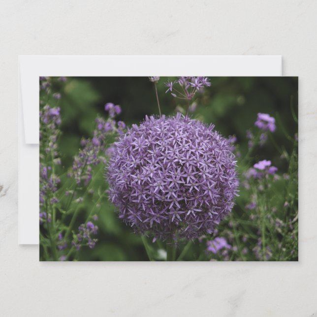 lila-alliumblomma - Flyttkort Kort (Framsida)