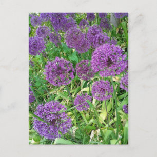 Lila Alliums Garden Flower Vykort