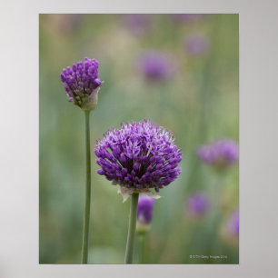 Lila Alliums med naturlig diffus bakgrund Poster