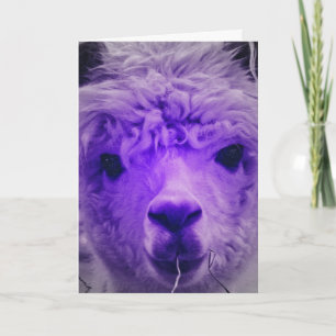 Lila Alpaca, födelsedag Kort
