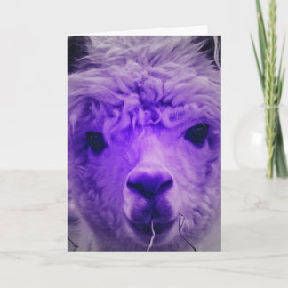 Lila Alpaca, födelsedag Kort