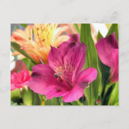 Lila Alstroemeria Flower Lilies Flowers Photo Vykort