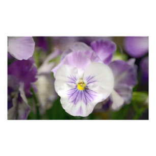 Lila and White Violas by Shirley Taylor Fototryck
