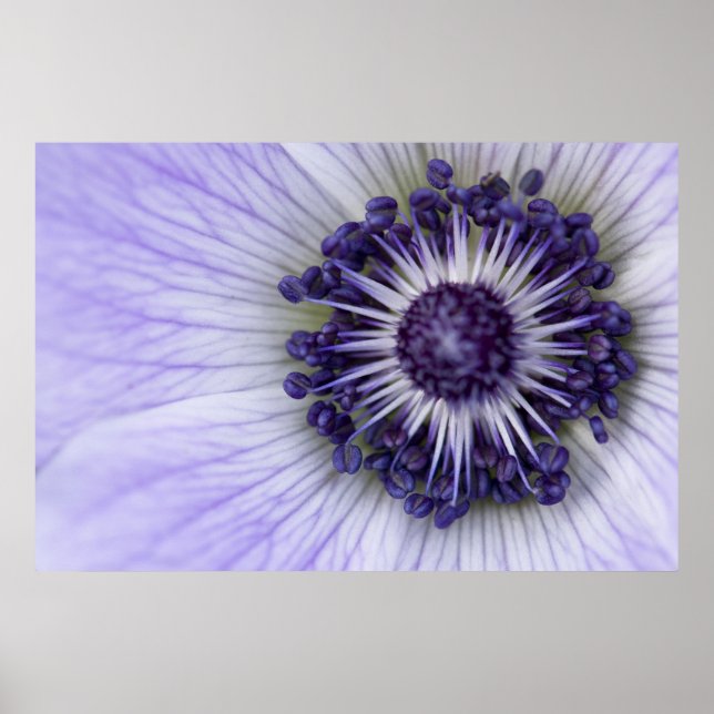Lila Anemon Makro Blomma Fotografi Affisch (Framsidan)