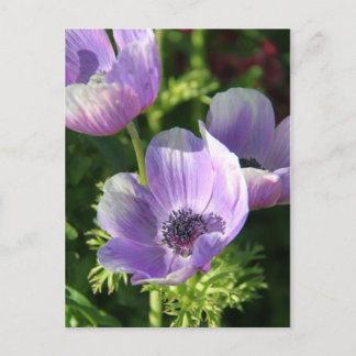 Lila Anemone Flowers vykort