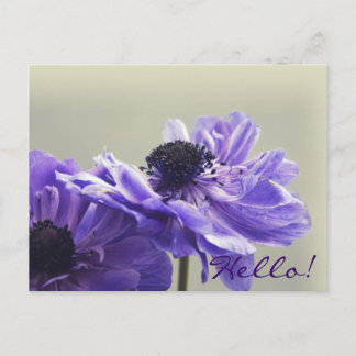 Lila Anemone Photo Postcard Vykort
