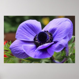 Lila Anemone Poster
