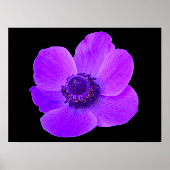Lila Anemone Postyer Poster (Framsidan)
