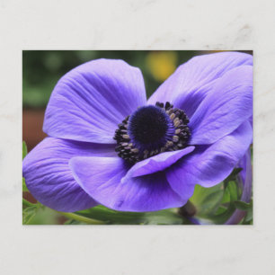 Lila Anemone Vykort