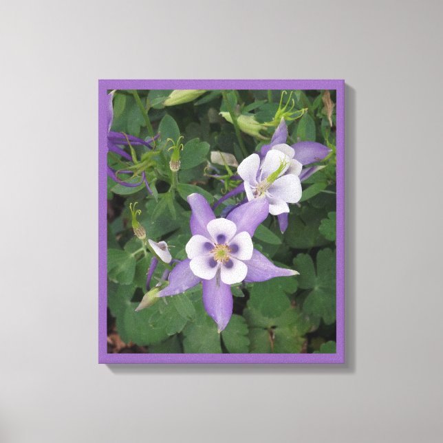 Lila Aquilegia - Columbine Flower Wrapped Canvas (Framsida)