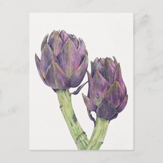 Lila Artichokes vykort (Framsida)