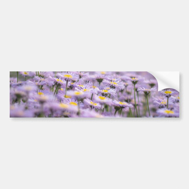 Lila Aster Flowers Bildekal (Framsidan)