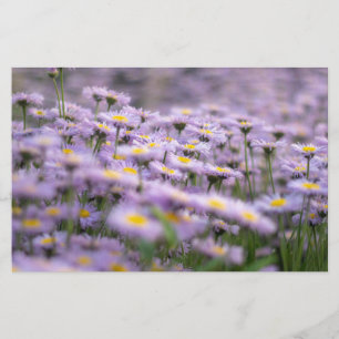 Lila Aster Flowers Brevpapper