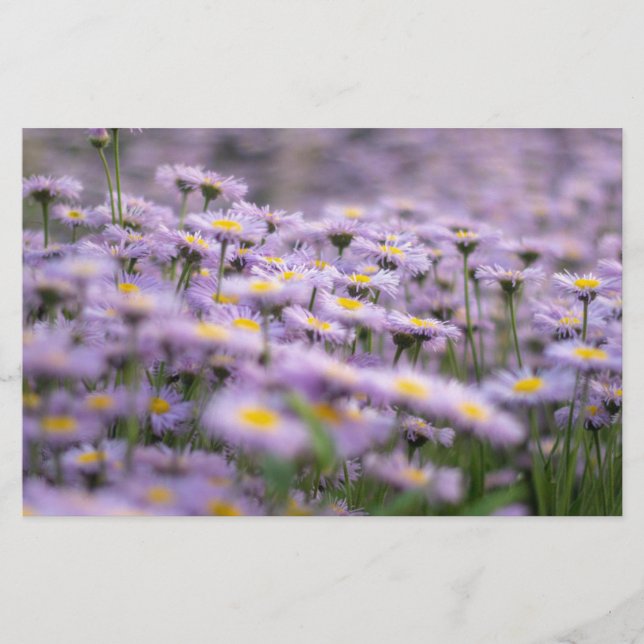 Lila Aster Flowers Brevpapper (Framsida)