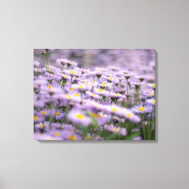Lila Aster Flowers Canvastryck (Framsida)