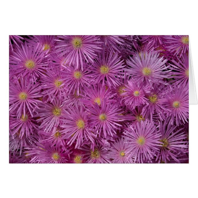 Lila Aster Flowers Hälsningskort (Framsidan Horizontal)