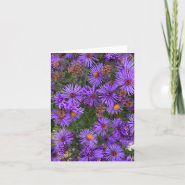 Lila Aster Flowers i ett trädgårdsfoto Kort