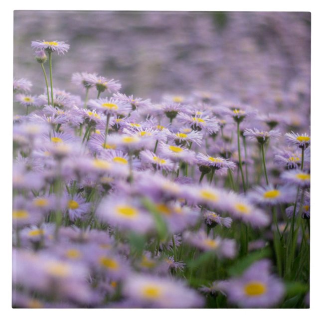 Lila Aster Flowers Kakelplatta (Framsidan)