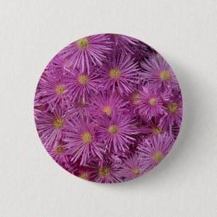 Lila Aster Flowers Knapp
