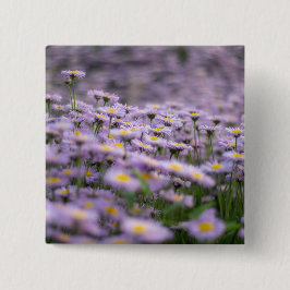 Lila Aster Flowers Knapp