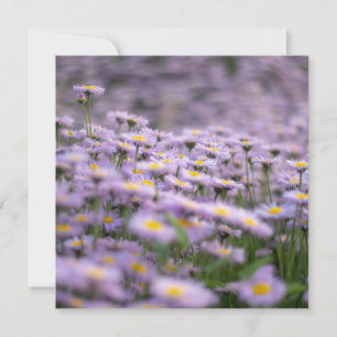 Lila Aster Flowers Kort